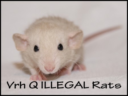 QuillaQ ILLEGAL Rats (Q6)